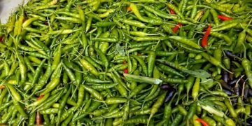 green chillies