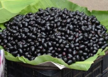 Jamun Berries