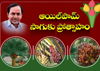తెలంగాణ లో 20లక్షల ఎకరాల్లో ఆయిల్‌పామ్‌ సాగుకు ప్రభుత్వ సాయం