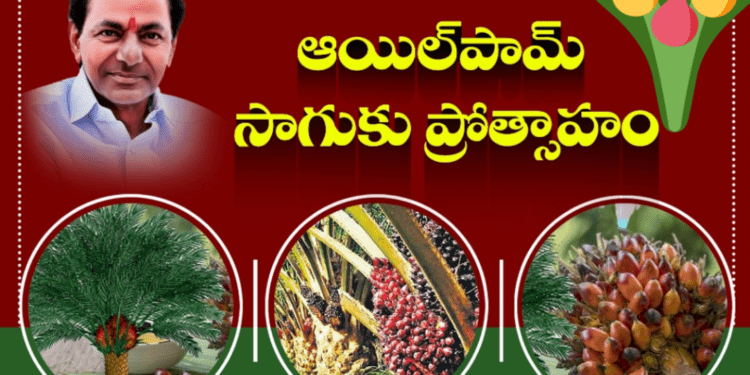తెలంగాణ లో 20లక్షల ఎకరాల్లో ఆయిల్‌పామ్‌ సాగుకు ప్రభుత్వ సాయం