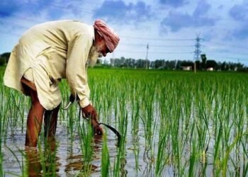 వచ్చే యాసంగి కాలం నుండి వరి వేయడమంటే, రైతులు ఉరి వేసుకోవడమే