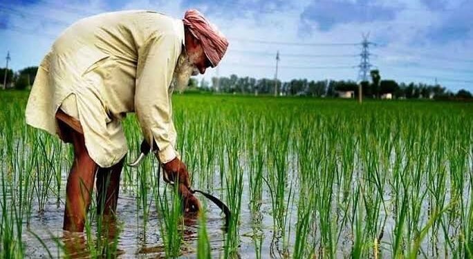 వచ్చే యాసంగి కాలం నుండి వరి వేయడమంటే, రైతులు ఉరి వేసుకోవడమే
